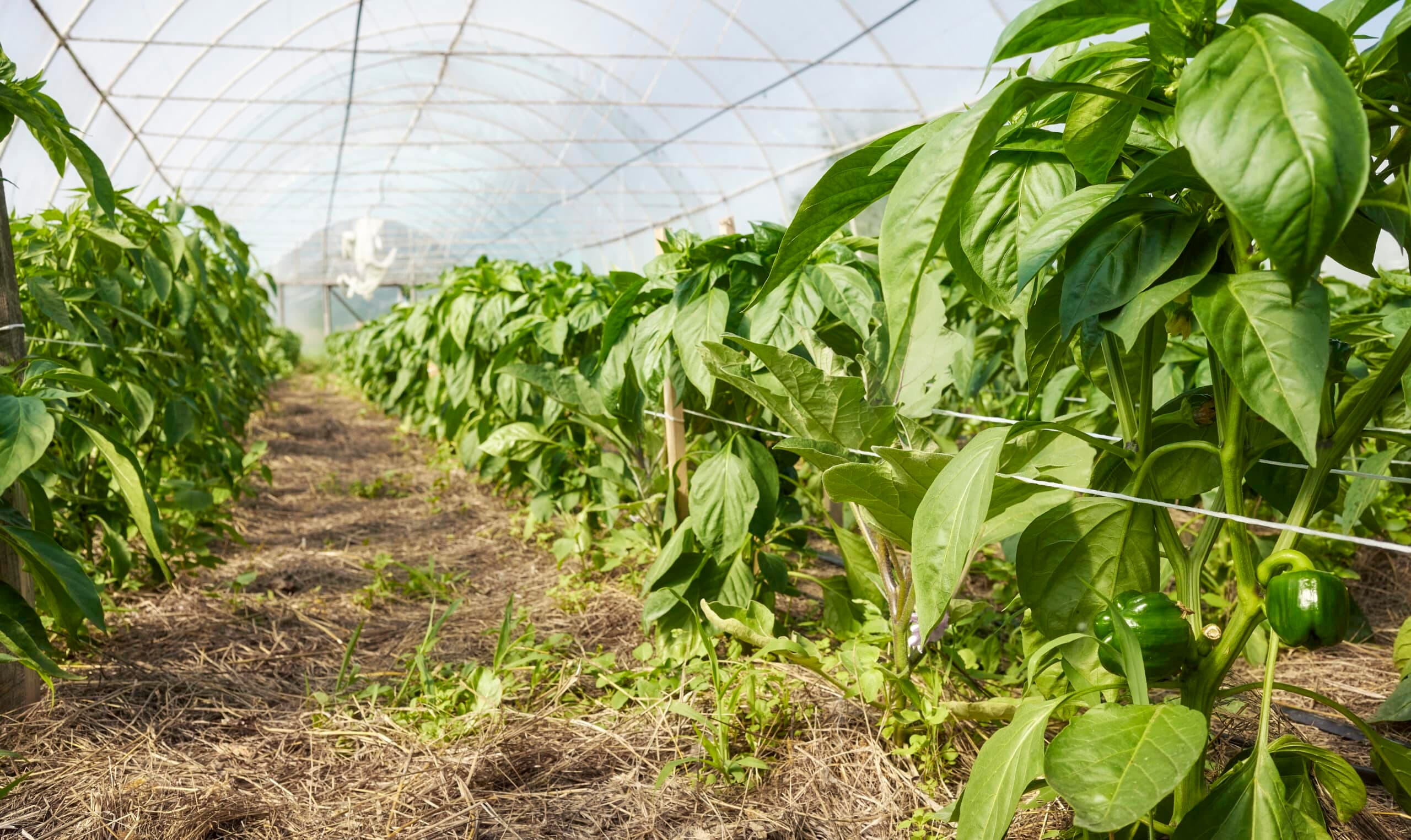 Electric tractors in the nursery